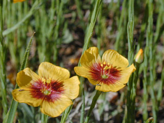 Linum hudsonioides (Hudson flax)