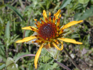 Tetragonotheca texana (Squarebud daisy)