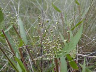 Dichanthelium sphaerocarpon (Roundseed panicgrass)
