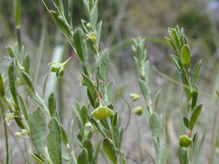Phyllanthus polygonoides (Smartweed leaf-flower)