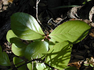 Rhamnus lanceolata ssp. glabrata (Lanceleaf buckthorn)