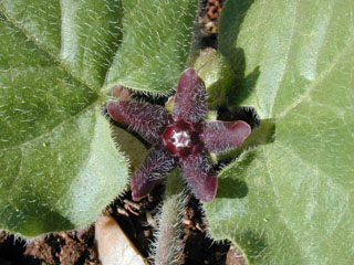 Matelea biflora (Purple milkweed vine)