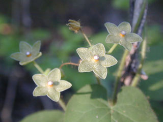 Matelea reticulata (Pearl milkweed vine)