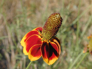 Image result for mexican hat flower