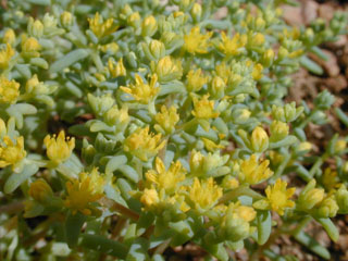 Sedum nuttallianum (Yellow stonecrop)