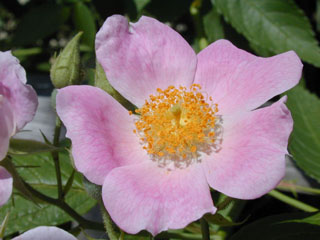 Rosa setigera (Climbing prairie rose)