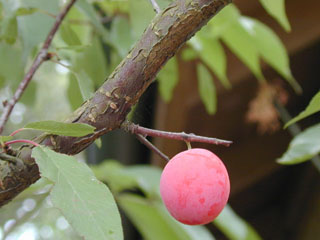 Prunus rivularis (River plum)