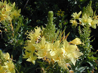 Oenothera rhombipetala (Diamond petal primrose)