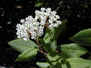 Asclepias texana (Texas milkweed)