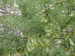 Senegalia wrightii (Wright acacia)