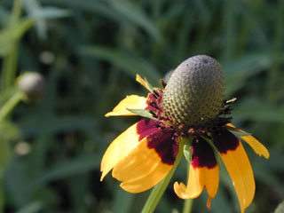Dracopis amplexicaulis (Clasping coneflower)