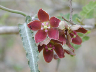 Funastrum crispum (Wavy-leaf milkweed vine)