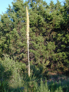 Dasylirion texanum (Texas sotol)