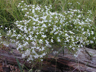 Stenaria nigricans var. nigricans (Diamondflowers)