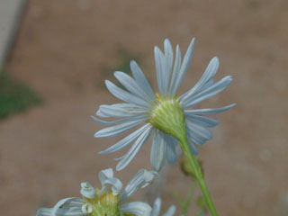 Boltonia diffusa var. diffusa (Smallhead doll's daisy)