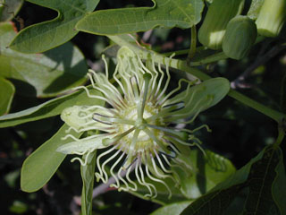 Passiflora affinis (Bracted passionflower)