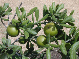 Diospyros texana (Texas persimmon)