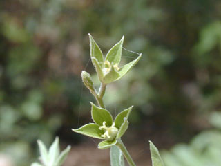 Argythamnia humilis var. humilis (Low silverbush)