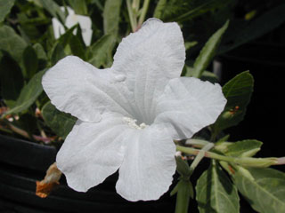Ruellia metziae (White ruellia)