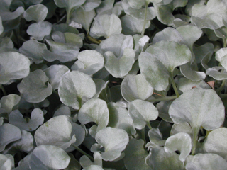Dichondra argentea (Silver ponysfoot)