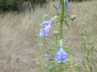 Salvia azurea var. grandiflora (Pitcher sage)