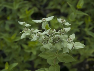 Pycnanthemum albescens (Whiteleaf mountain mint)