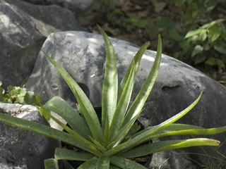 Manfreda variegata (Mottled tuberose)