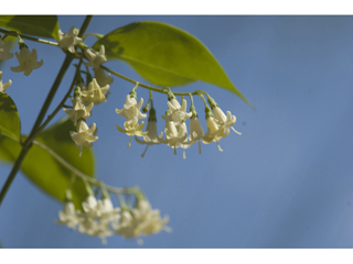 Chiococca alba (Snowberry)