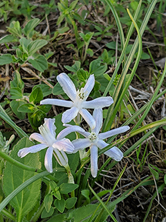 Androstephium coeruleum (Blue funnel-lily)
