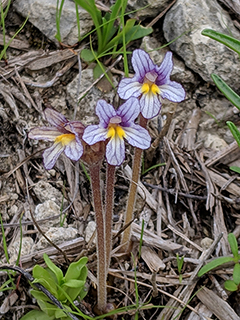Orobanche uniflora (One-flowered broomrape)