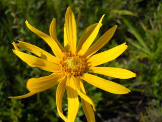 Phoebanthus grandiflorus (Florida false sunflower)
