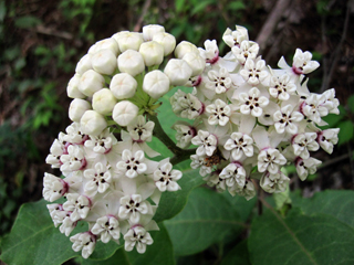 Asclepias variegata (Redring milkweed)