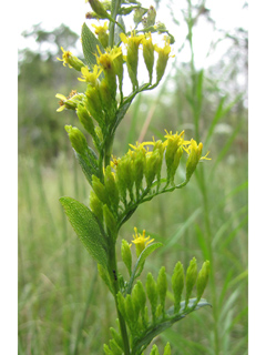 Solidago ulmifolia (Elmleaf goldenrod)