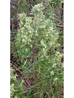 Artemisia ludoviciana ssp. mexicana (White sagebrush)