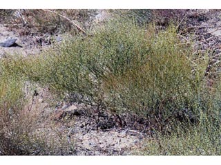 Eriogonum brachyanthum (Shortflower buckwheat)