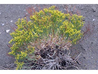Eriogonum brevicaule (Shortstem buckwheat)