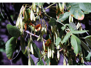Fraxinus latifolia (Oregon ash)