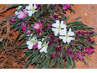 Oenothera caespitosa ssp. marginata (Tufted evening primrose)