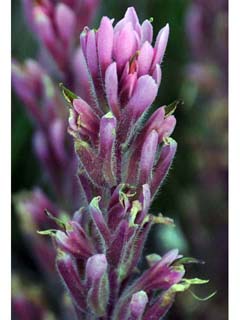Castilleja angustifolia (Northwestern indian paintbrush)