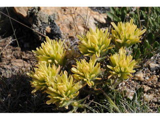 Castilleja angustifolia var. flavescens (Northwestern indian paintbrush)