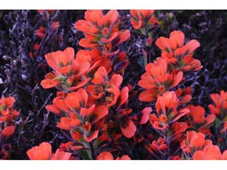 Castilleja latifolia (Monterey indian paintbrush)