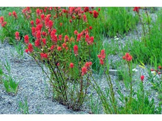 Castilleja miniata ssp. miniata (Giant red indian paintbrush)