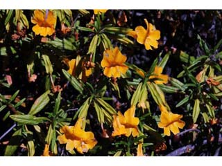 Diplacus aurantiacus (Orange bush monkeyflower)