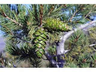 Pinus flexilis (Limber pine)