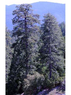 Pinus lambertiana (Sugar pine)