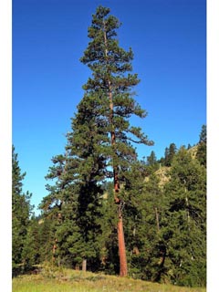 Pinus ponderosa var. ponderosa (Ponderosa pine)
