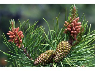 Pinus ponderosa var. scopulorum (Rocky mountain ponderosa pine)