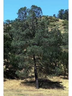 Pinus sabiniana (California foothill pine)