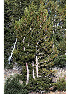 Pinus albicaulis (Whitebark pine)