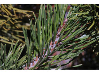 Pinus contorta var. latifolia (Lodgepole pine)